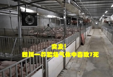 四川一养猪场发生化粪池气体中毒事故，，，，，凯时娱乐气体检测仪守护安全